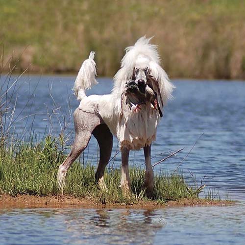 Chó Poodle lông cắt tỉa đặc trưng đứng cạnh hồ nước.