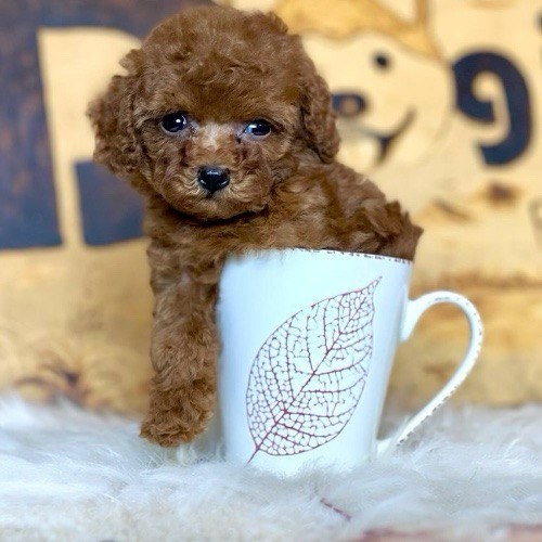 Chó Teacup Poodle nâu nhỏ xinh trong cốc trắng có họa tiết lá.