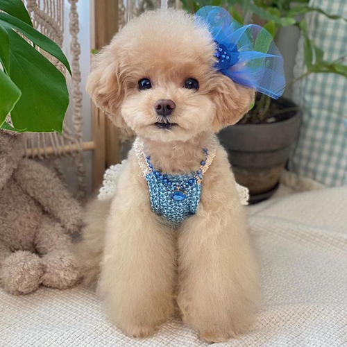 Poodle Toy màu kem đáng yêu, nhỏ nhắn với bộ lông xoăn mềm, cao dưới 25cm, nặng 2,5-4kg.