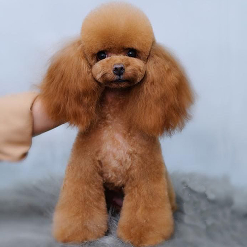 Poodle Toy nâu đỏ với bộ lông mềm mại, cần chăm sóc lông kỹ lưỡng và theo dõi sức khỏe thường xuyên.
