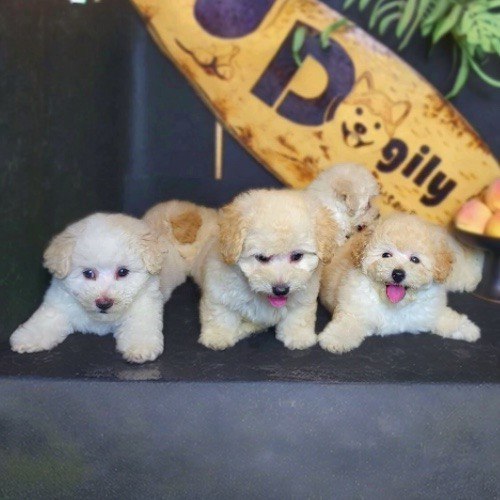 Những chú chó con Poodle trắng đáng yêu tại trại giống Chomeocanh.com.