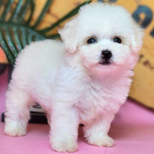 Chó Poodle trắng đáng yêu thuần chủng tại MeowGo Pets
