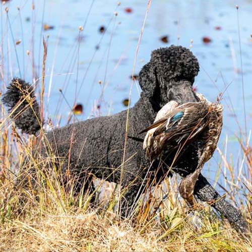 Chó Poodle lông xoăn đen săn vịt gần bờ hồ.