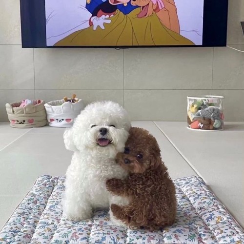 Hai chú chó Poodle, một trắng một nâu, đang ôm nhau trên thảm trải sàn.