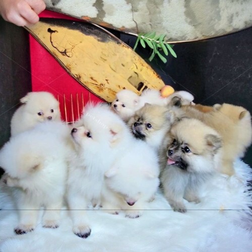 Đàn chó Phốc Sóc mini nhiều màu sắc đang tìm chủ nhân.
