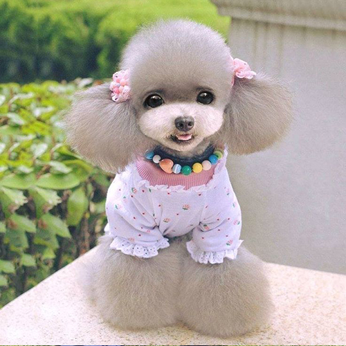 Chó Poodle xám nhỏ nhắn, đeo vòng cổ màu sắc, mặc áo hoa dễ thương.