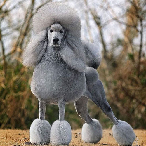Chó Standard Poodle xám với bộ lông được cắt tỉa cầu kỳ, dáng đứng oai vệ.