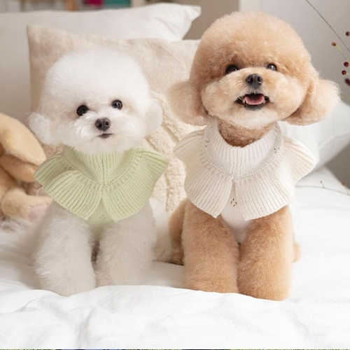 Hai chú Poodle trắng và vàng mặc áo len dễ thương, ngồi trên giường.