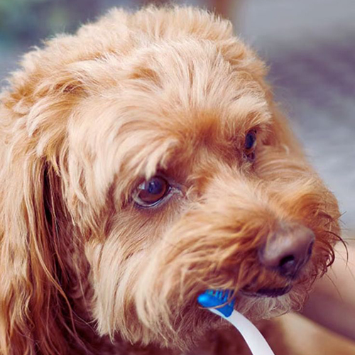 Chó Poodle lông nâu đang được đánh răng bằng bàn chải chuyên dụng.