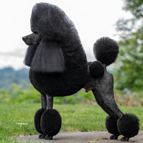 Standard Poodle màu đen, dễ thích nghi với môi trường sống từ thành phố đến nông thôn.