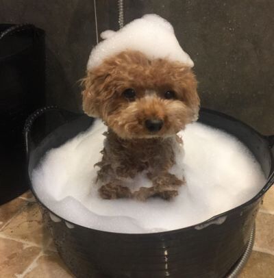 Chó Poodle tắm với sữa tắm SOS, nhẹ nhàng trong bọt xà phòng.