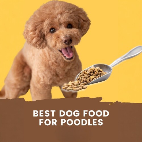 Chó Poodle nâu bên cạnh muỗng thức ăn hạt dành cho chó.