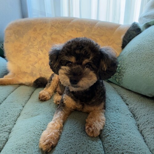 Chó Poodle Phantom đáng yêu nằm trên ghế sofa xanh trong nhà.