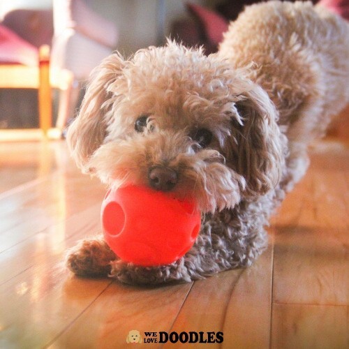 Chó Poodle chơi với quả bóng đỏ trên sàn gỗ.