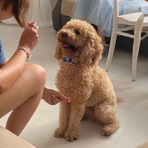 Chó Miniature Poodle lông xoăn nâu đang được huấn luyện trong nhà.