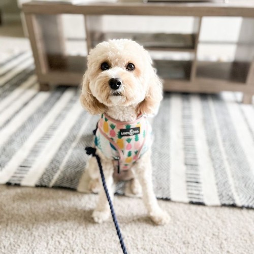Chó Poodle mặc áo ngực hoa văn, đeo dây dắt xanh trong nhà.