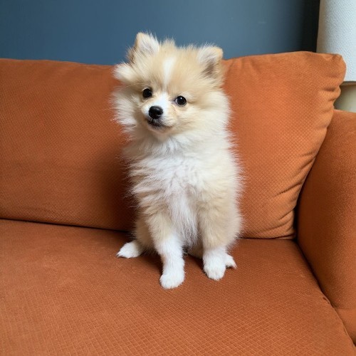 Chó Pomapoo lai Poodle và Phốc Sóc, lông bông xù đáng yêu.