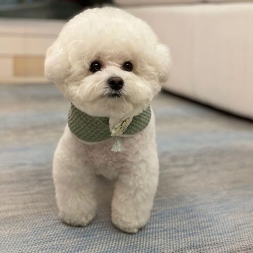 Chó Poodle trắng dễ thương đeo vòng cổ màu xanh làm từ chất liệu an toàn.