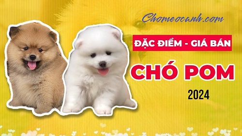 Giá chó Phốc Sóc phụ thuộc vào ngoại hình, nguồn gốc, màu lông và giấy tờ thuần chủng.