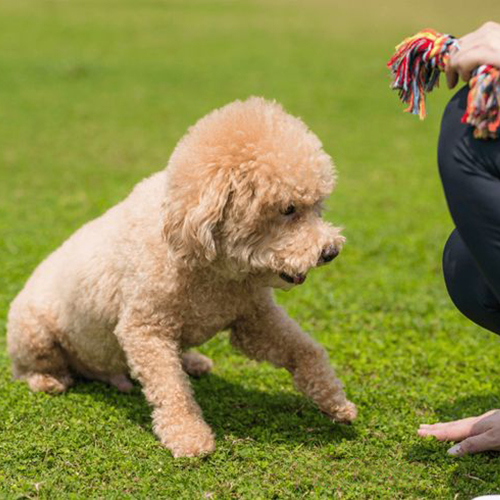 Chó Poodle vàng học lệnh "bắt tay" trong buổi huấn luyện ngoài trời.