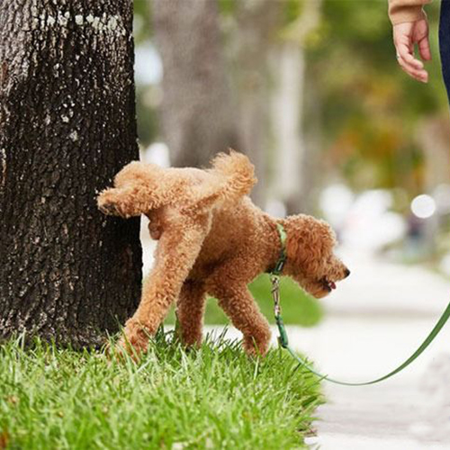 Chó Poodle lông vàng đang đi vệ sinh bên gốc cây trong buổi dạo phố.