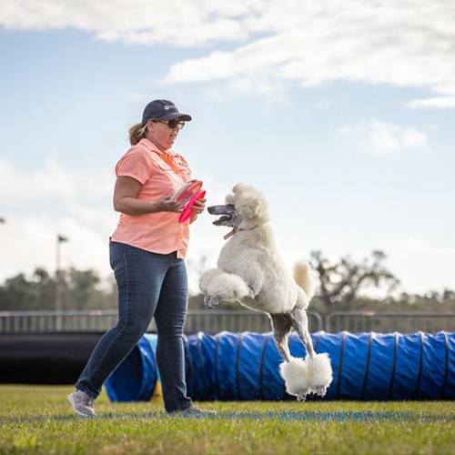 Chó Poodle trắng tham gia huấn luyện ngoài trời, nhảy bắt đồ chơi từ tay huấn luyện viên.