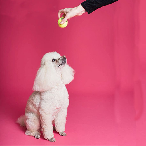 Chó Poodle trắng nhìn lên quả bóng tennis trong buổi huấn luyện trên nền hồng.
