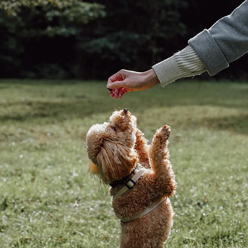 Chó Poodle lông nâu đứng bằng hai chân sau để nhận thưởng từ chủ.