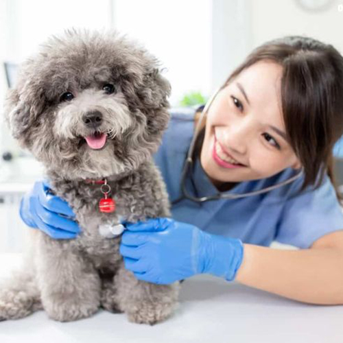 Poodle Tiny xám đáng yêu được kiểm tra sức khỏe bởi bác sĩ thú y để phát hiện và phòng ngừa bệnh tật.