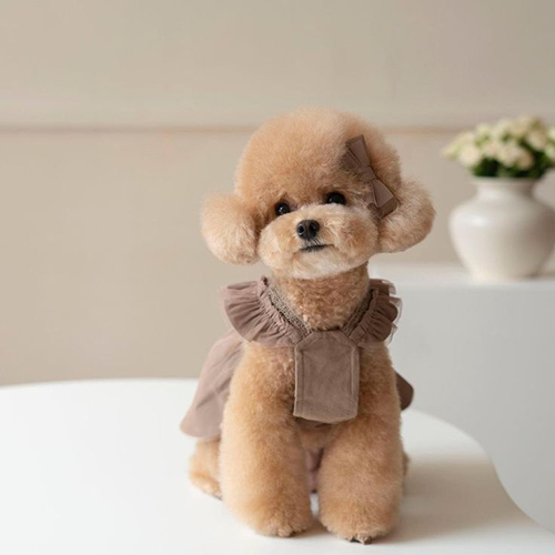 Chó Poodle lông vàng mặc váy nâu, đeo nơ dễ thương, ngồi trên bàn trắng.