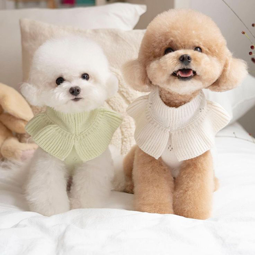 Hai chú chó Poodle trắng và vàng mặc áo len, ngồi trên giường đáng yêu.