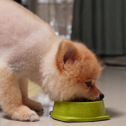 Chó Phốc Sóc cam đang ăn trong bát xanh, khẩu phần giúp phát triển toàn diện.