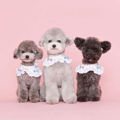 Ba chú chó Poodle dễ thương với kích thước khác nhau, mặc cổ áo xinh xắn.