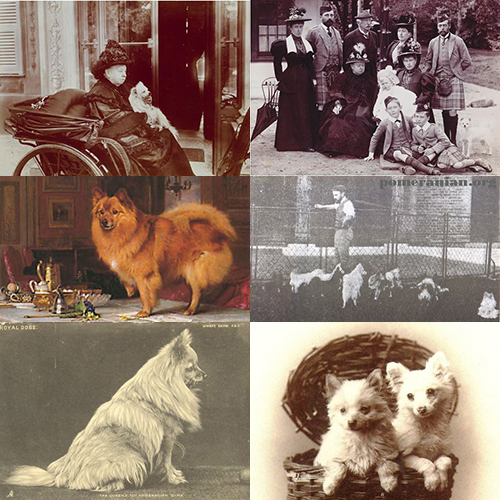 Hình ảnh lịch sử về sự phổ biến của giống chó Pomeranian dưới thời Nữ hoàng Victoria.
