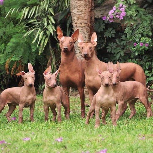Chó không lông Peru Orchid Inca, giống chó cổ với nguồn gốc từ đế chế Inca.