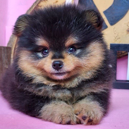 Chó Phốc Sóc mini màu Black Tan đáng yêu đang nằm thư giãn.