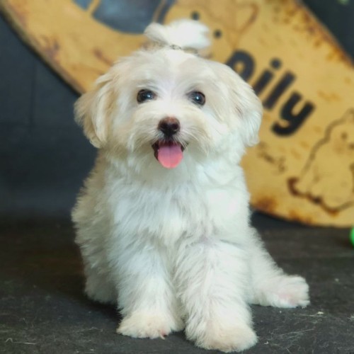 Chó Teacup Maltese đáng yêu với bộ lông trắng mượt.