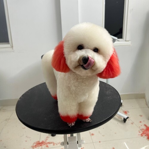 Chó Poodle trắng nhuộm màu đỏ tại spa MeowGo Pet.