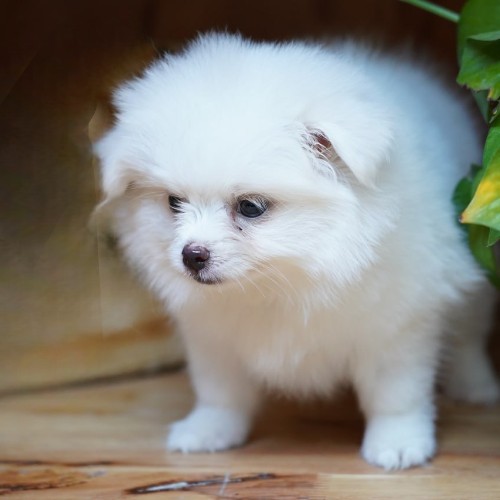 Chó Phốc Sóc trắng nhỏ nhắn đáng yêu đang được giới thiệu tại Chợ Tốt.