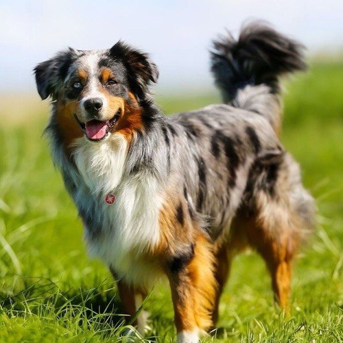 Chó chăn cừu Úc (Australian Shepherd) đứng trên bãi cỏ xanh.