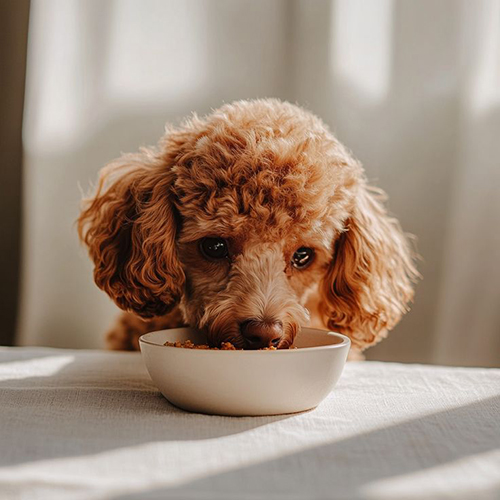 Chó Poodle nâu đang ăn trong bát nhỏ, dưới ánh sáng tự nhiên.
