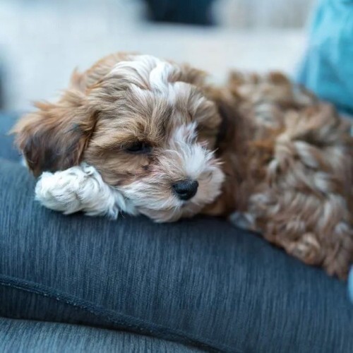 Chó Bắc Kinh lai Poodle nằm thư giãn trên ghế.