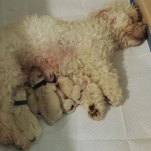 Chó Poodle mẹ đang nằm nghỉ ngơi cùng đàn con mới sinh trong ổ ấm áp.