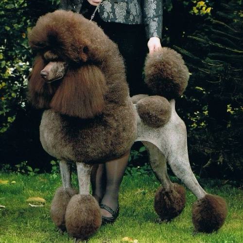 Standard Poodle màu nâu socola, không chỉ đẹp mà còn có khả năng canh giữ nhà tốt với thính giác nhạy bén.
