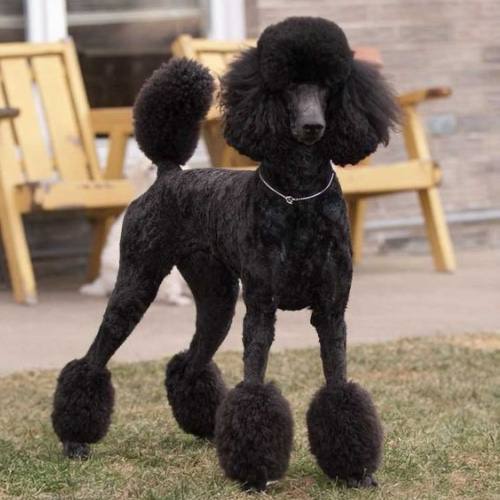 Chó Standard Poodle đen thanh lịch, nhạy cảm và cần sự huấn luyện mềm mỏng, kiên nhẫn từ chủ nhân.
