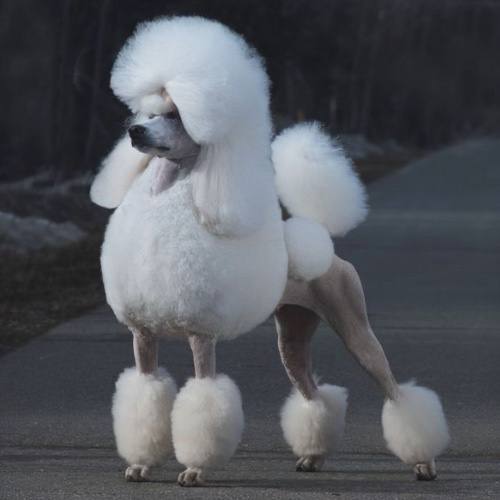 Chó Standard Poodle trắng quý phái, thông minh và tự tin, dễ huấn luyện và ghi nhớ lệnh nhanh chóng.
