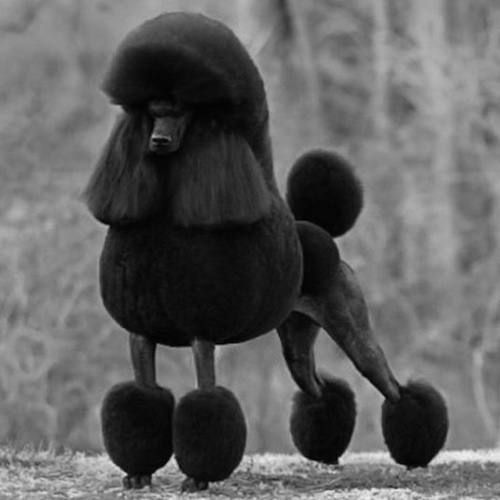 Chó Standard Poodle lông đen quý phái, nổi bật với kích thước lớn và vẻ ngoài sang trọng.