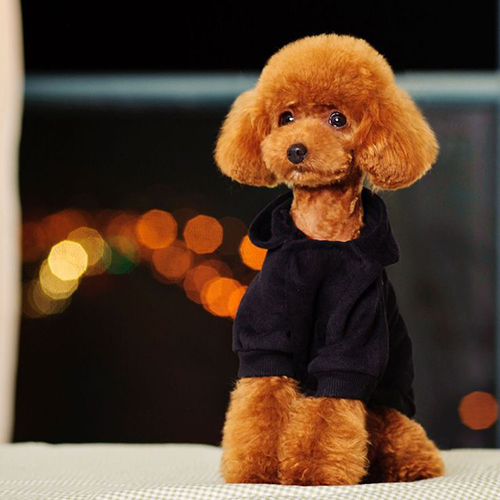 Chó Poodle Toy màu nâu đỏ mặc áo đen, ngoại hình thanh lịch, thông minh và dễ mến.