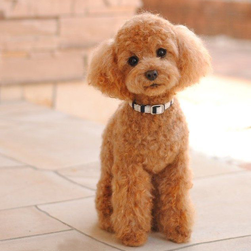Poodle Toy nâu đáng yêu với vòng cổ, chọn từ cơ sở uy tín để đảm bảo sức khỏe và nguồn gốc rõ ràng.