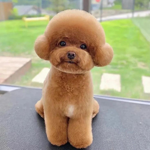 Poodle Toy nâu với lông cắt tỉa gọn gàng, chải chuốt kỹ lưỡng, phù hợp với các gia đình yêu thú cưng.
